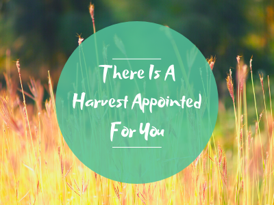There Is A Harvest Appointed For You